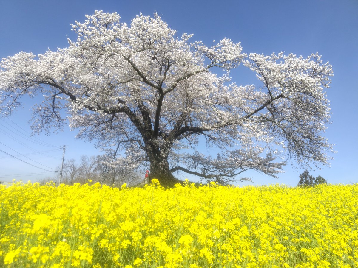 ookamite111's tweet photo. 日向の人待地蔵桜最高の輝き
#ふくいま#ソメイヨシノ#青空#桜#ニコン https://t.co/JwCvK3gizO
