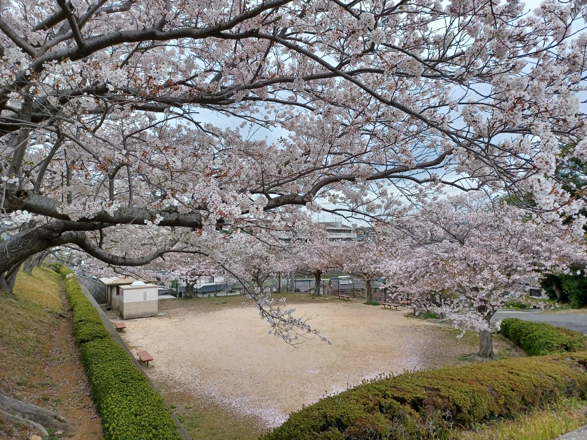 藤島 武士 tweet media