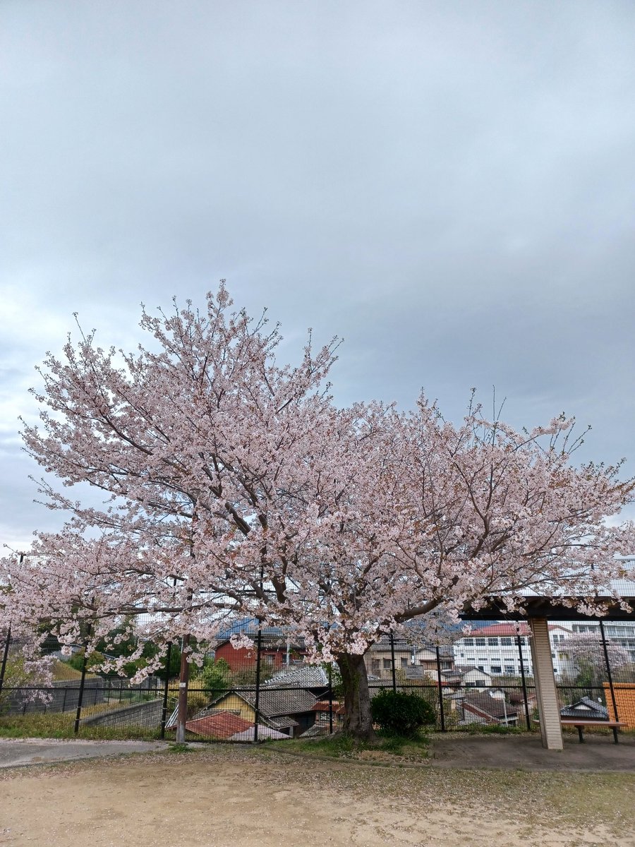 藤島 武士 tweet media