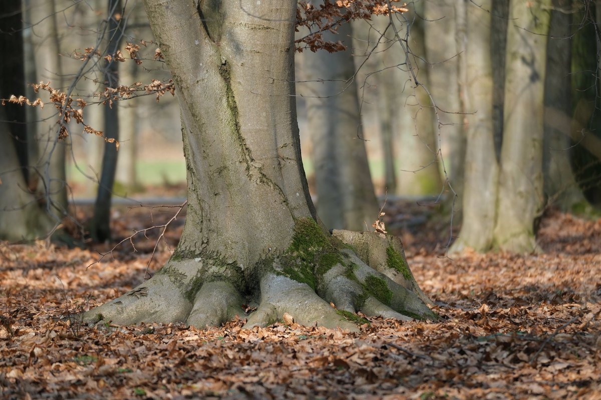 ◍✧〜RεmY〜✧◍ tweet media