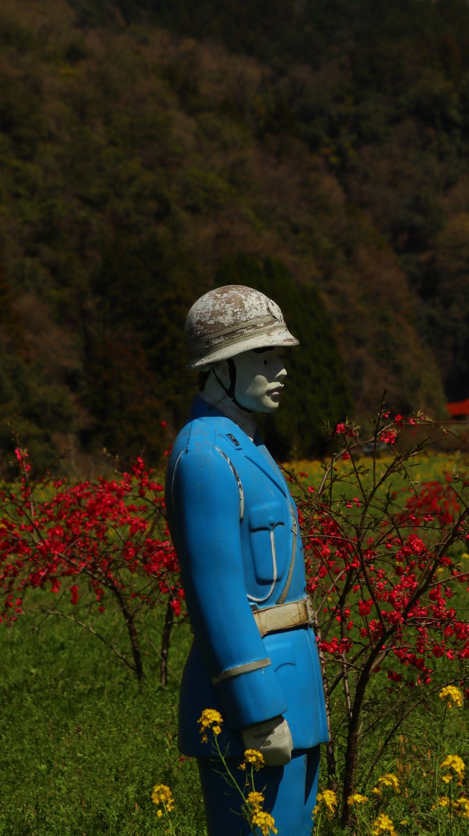 asianticjp's tweet photo. この組合せは
日本全国で邑南町だけかも⁉️
花桃と菜の花と山桜と…
警察官人形 https://t.co/GlJOJHmurI