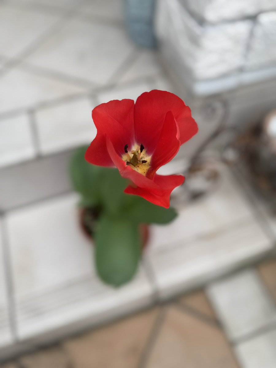 兵動大樹 tweet media