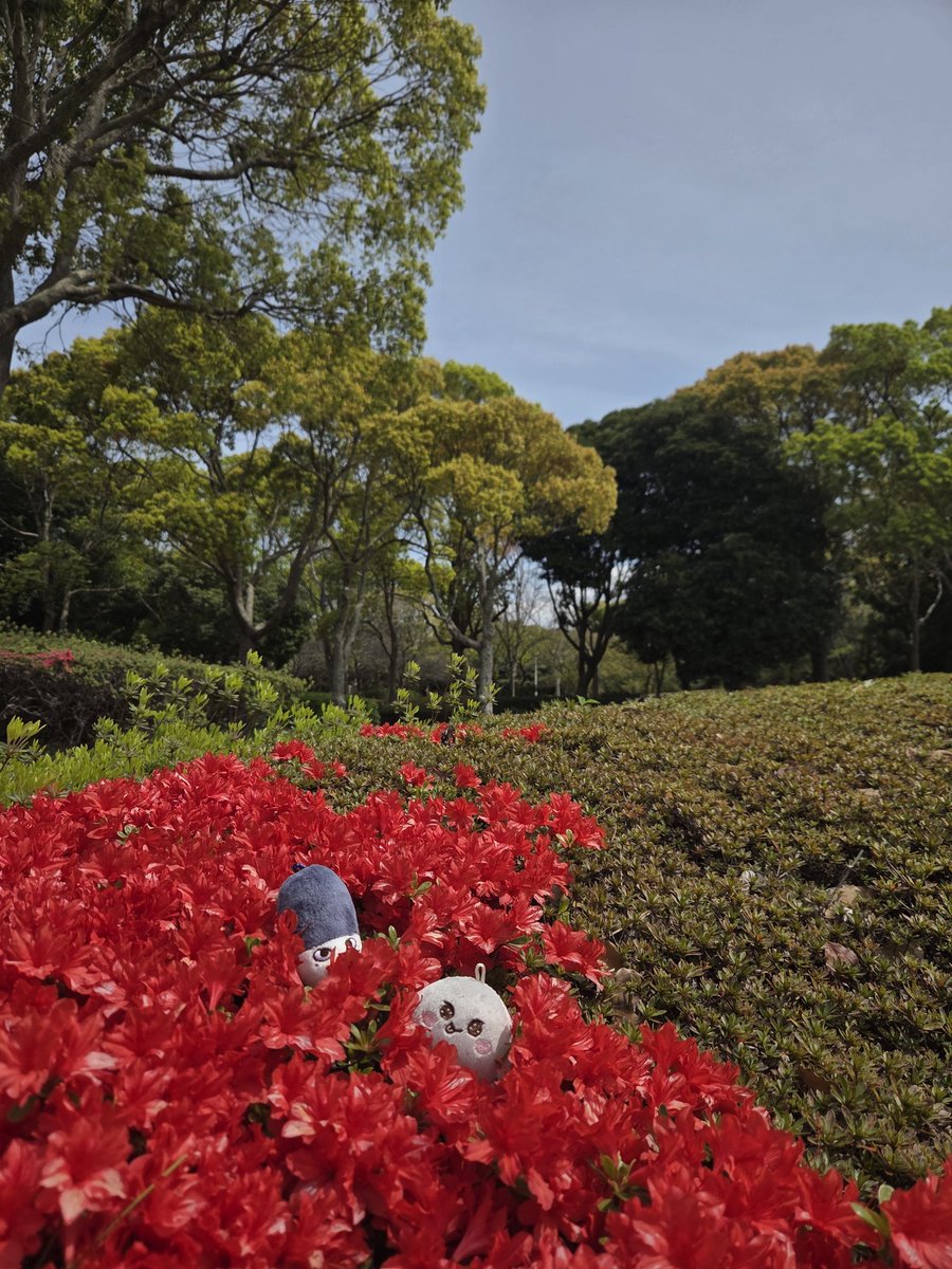 copo（こぽ）♡(•ө•)♡ tweet media