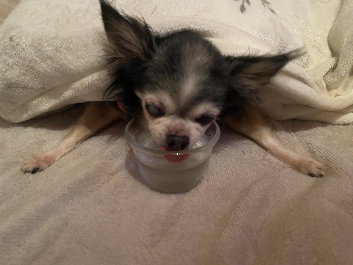 さかのうえチワまろ tweet media