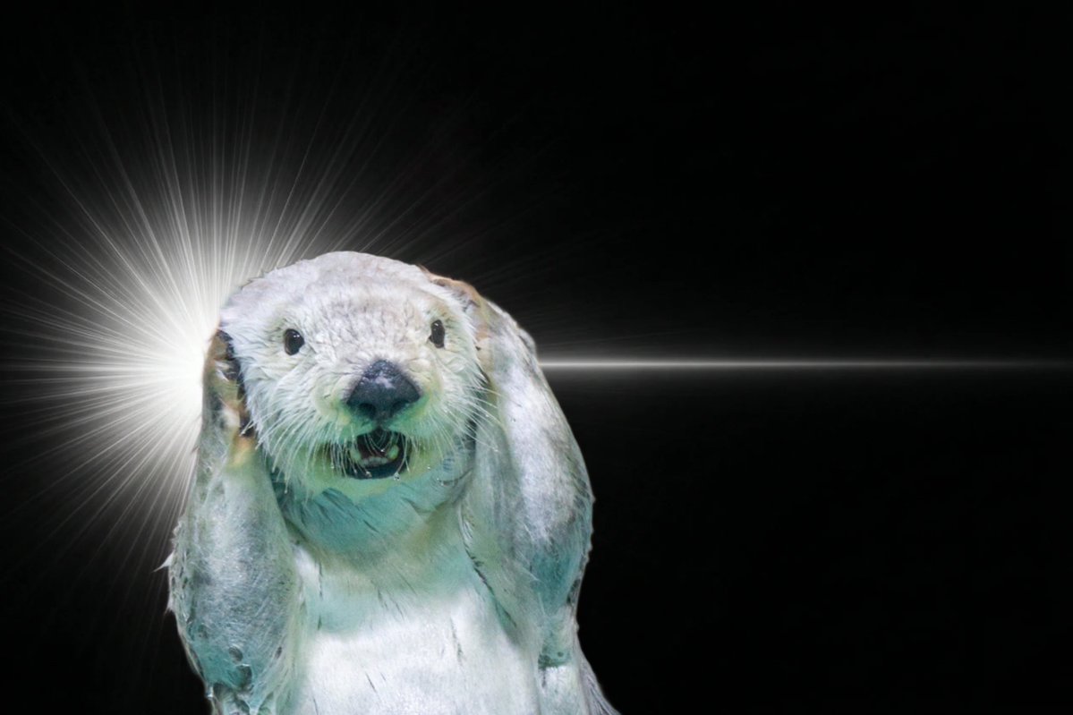 はなまるかけだしうどん tweet media