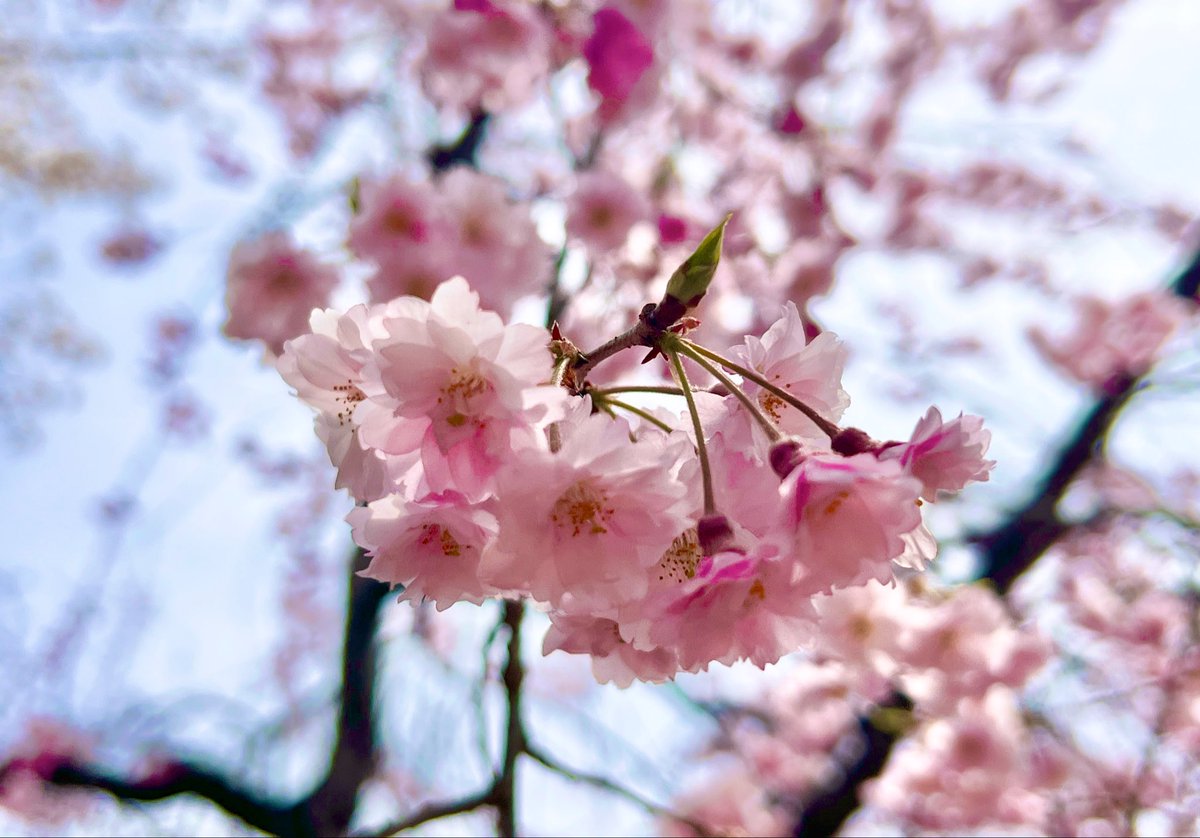 miyanobi＠ソロキャンプ活動中！🏕️ tweet media