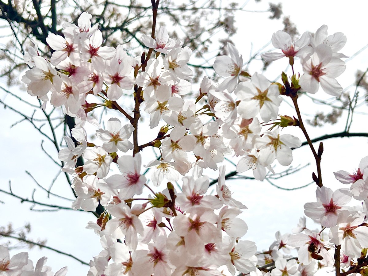 miyanobi＠ソロキャンプ活動中！🏕️ tweet media