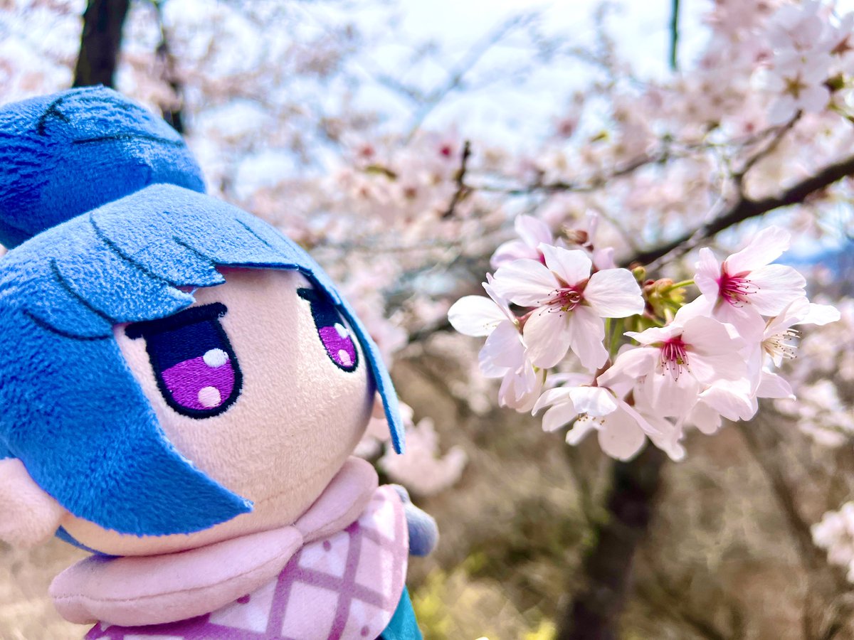 miyanobi＠ソロキャンプ活動中！🏕️ tweet media