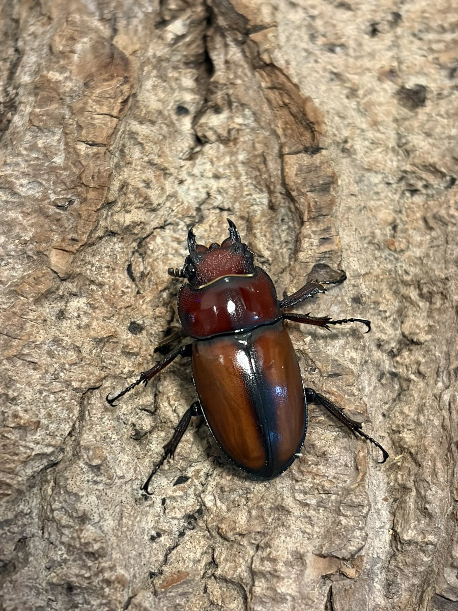 Crazy Scissors tweet media