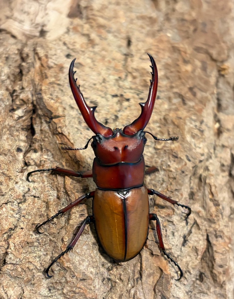 Crazy Scissors tweet media