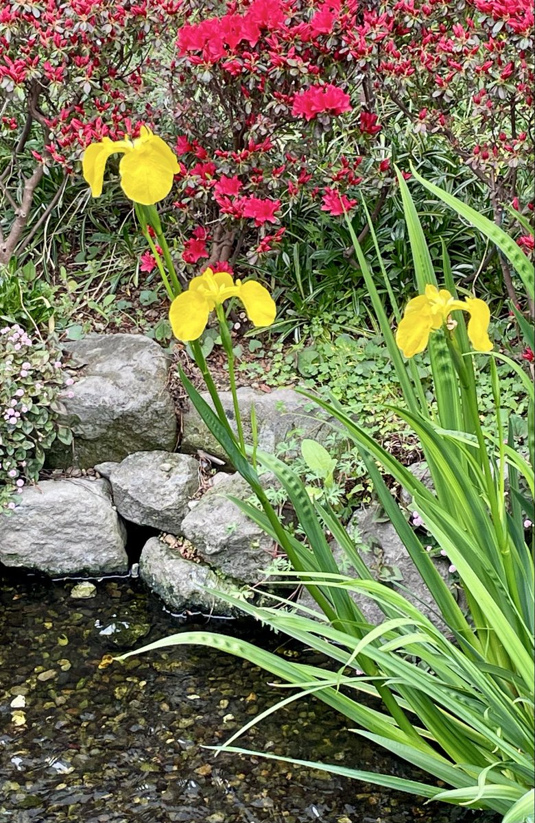 しょーすけ tweet media