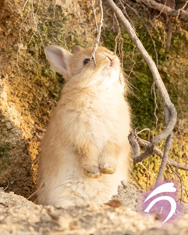 うさぎ写真家　uta tweet media