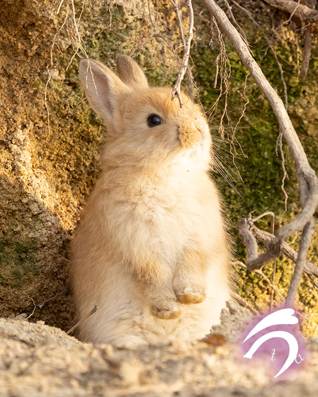 うさぎ写真家　uta tweet media