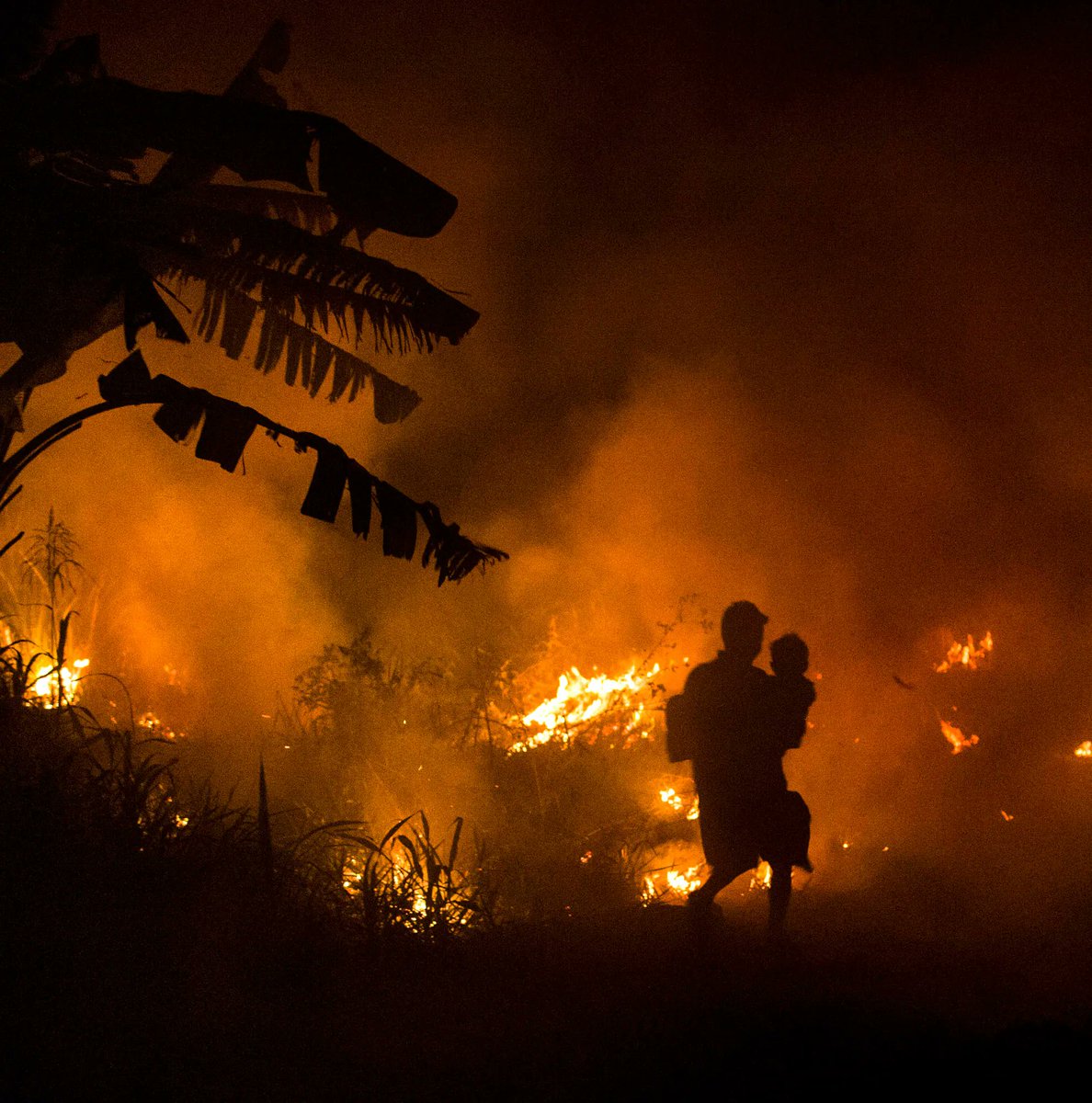In 2015, Borneo and Sumatra burned.

Not a wildfire. A managed burning season: peatland drained and ignited to clear it for oil palm plantation. The fires burned for months. At the peak, the smoke haze covered an area the size of Western Europe. Satellite imagery showed Indonesia