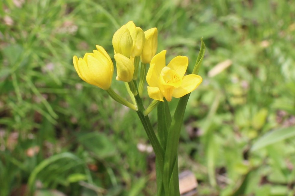 向島百花園 tweet media