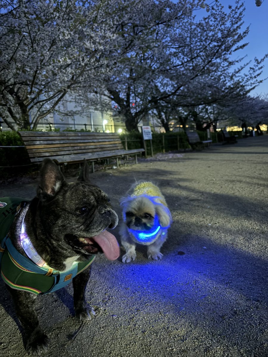 tomo02_01's tweet photo. 雨で桜が散る前に〜🌸
昆陽池公園にお散歩行きました🐾

少し遅かったから誰もいなくて貸切です笑

夜桜も綺麗ブヒ〜✨🌸✨

#フレンチブルドッグ 
#フレブル
#ペキニーズ
#昆陽池公園
#多頭飼い https://t.co/I0JvOJClBz