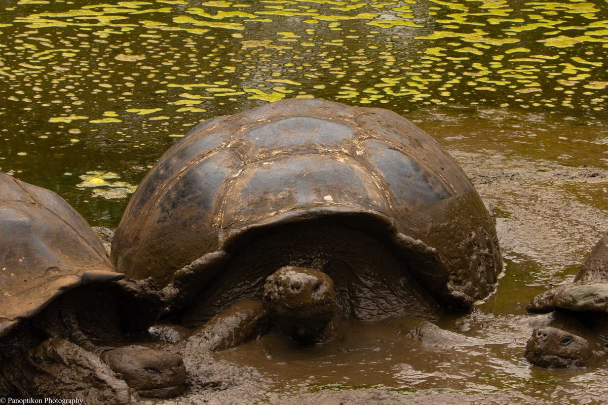 Panoptikon Photography tweet media