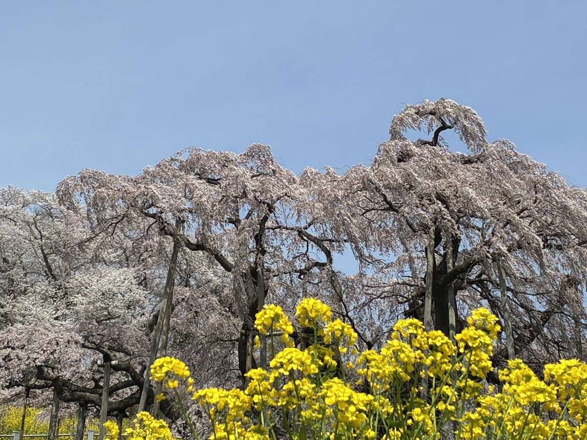 coo36's tweet photo. これからの1000年もどうぞこの地で花を咲かせてください。見せてくれてありがとう。 https://t.co/QOrCPkgB6i