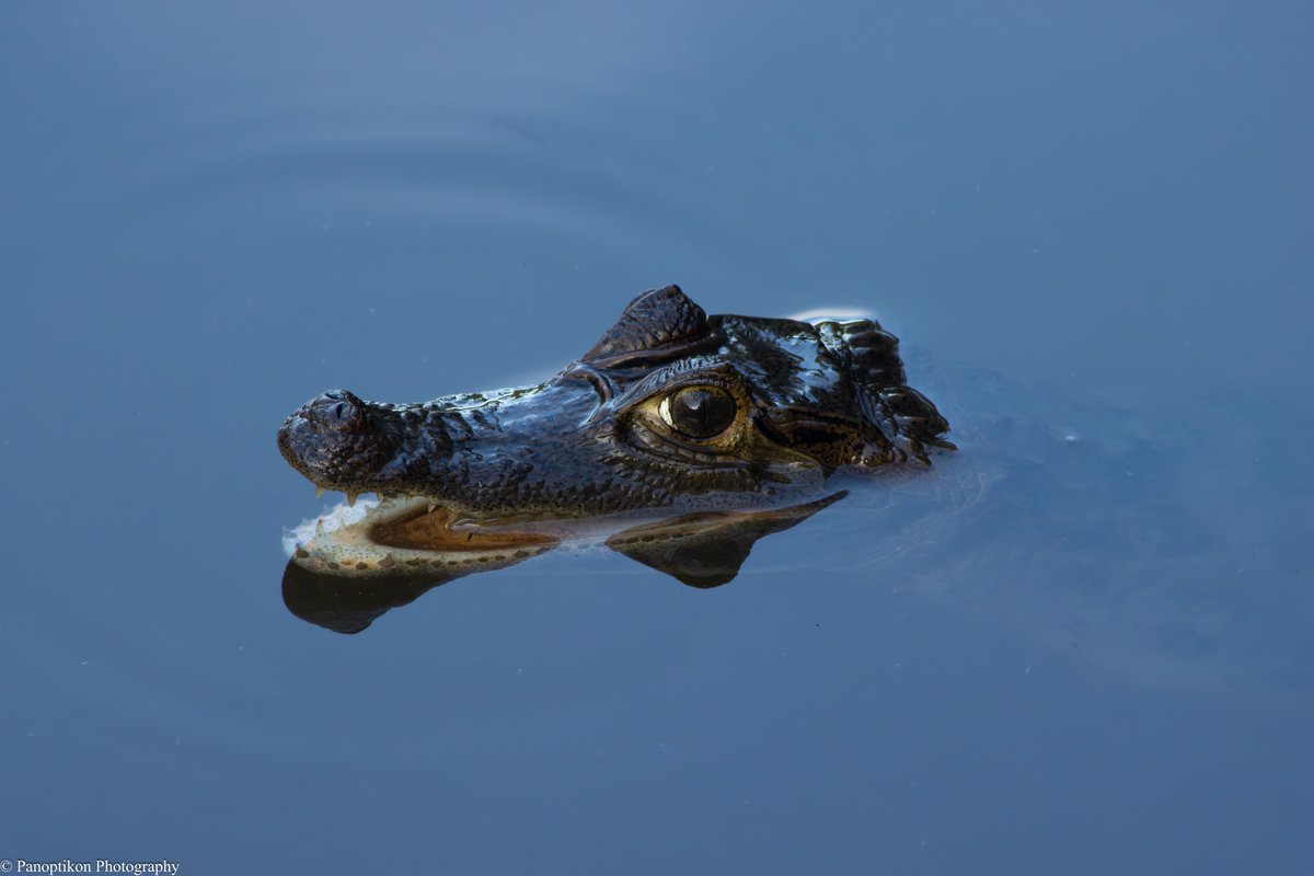 Panoptikon Photography tweet media