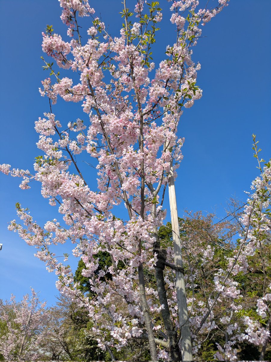 双子（姉の方）の入学式でした。既にオリエンテーションで数日登校しているので緊張している感じではありませんでしたが、入学式を終えて親子共々一安心。入学式だけでも2つの学校のカラーの違いを実感。親としても楽しい3年間になりそうです😆
改めて入学おめでとう！