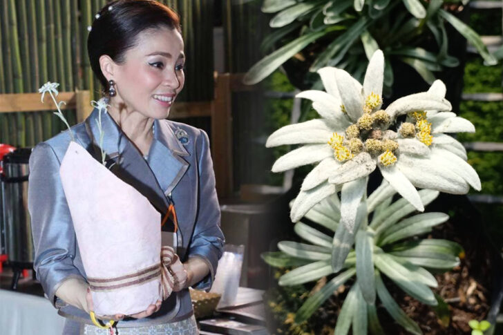 PingAng7822's tweet photo. สมเด็จพระนางเจ้าฯ พระบรมราชินี ได้พระราชทานเมล็ดพันธุ์ให้แก่มูลนิธิโครงการหลวงเมื่อวันที่ 11 พฤษภาคม 2562 เพื่อนำไปวิจัยและพัฒนาร่วมกับศูนย์วิจัยเทคโนโลยีชีวภาพทางด้านพืช ซึ่งฝ่ายงานวิจัยและพัฒนาได้ดำเนินการเพาะเลี้ยงเนื้อเยื่อ และพัฒนาสูตรอาหารที่เหมาะสมต่อการเจริญเติบโตในสภาพปลอดเชื้อเพื่อขยายพันธุ์เพิ่มปริมาณต้น และเก็บรักษาพันธุ์ เมื่อต้นกล้าเจริญเติบโตแข็งแรงและมีระบบรากที่สมบูรณ์ จึงนำออกปลูกและอนุบาลในโรงเรือนสภาพปิด ป้องกันแมลง

จากนั้นนำต้นกล้าไปทดสอบปลูกเลี้ยงในพื้นที่ของสถานีเกษตรหลวงอินทนนท์ และสถานีวิจัยพบว่า ต้นเอเดลไวส์สามารถเจริญเติบโต และปรับตัวเข้ากับสภาพแวดล้อมในพื้นที่ได้เป็นอย่างดี
#พระราชินีสุทิดา #苏提达王后 #QueenSuthida