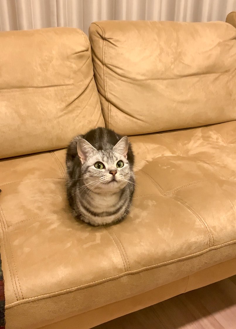 あんこともなか🐾充電ねこ tweet media