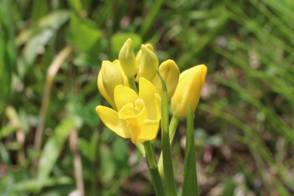 向島百花園 tweet media