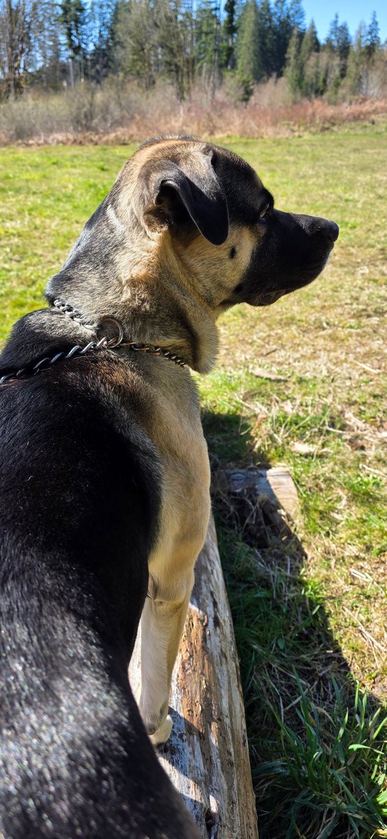 CrazyMistyCat's tweet photo. I just claimed 8.00 B3TR for scooping up 2x after my pup! 🐶

Join me in turning dog poop into rewards – let's keep the environment clean! 🌱

Follow us at @ScoopUp_vet

https://t.co/lavgkatRUD

#ScoopUp #VeBetterDAO #VeChain #dogsofVeChain https://t.co/0lgVHct8D8