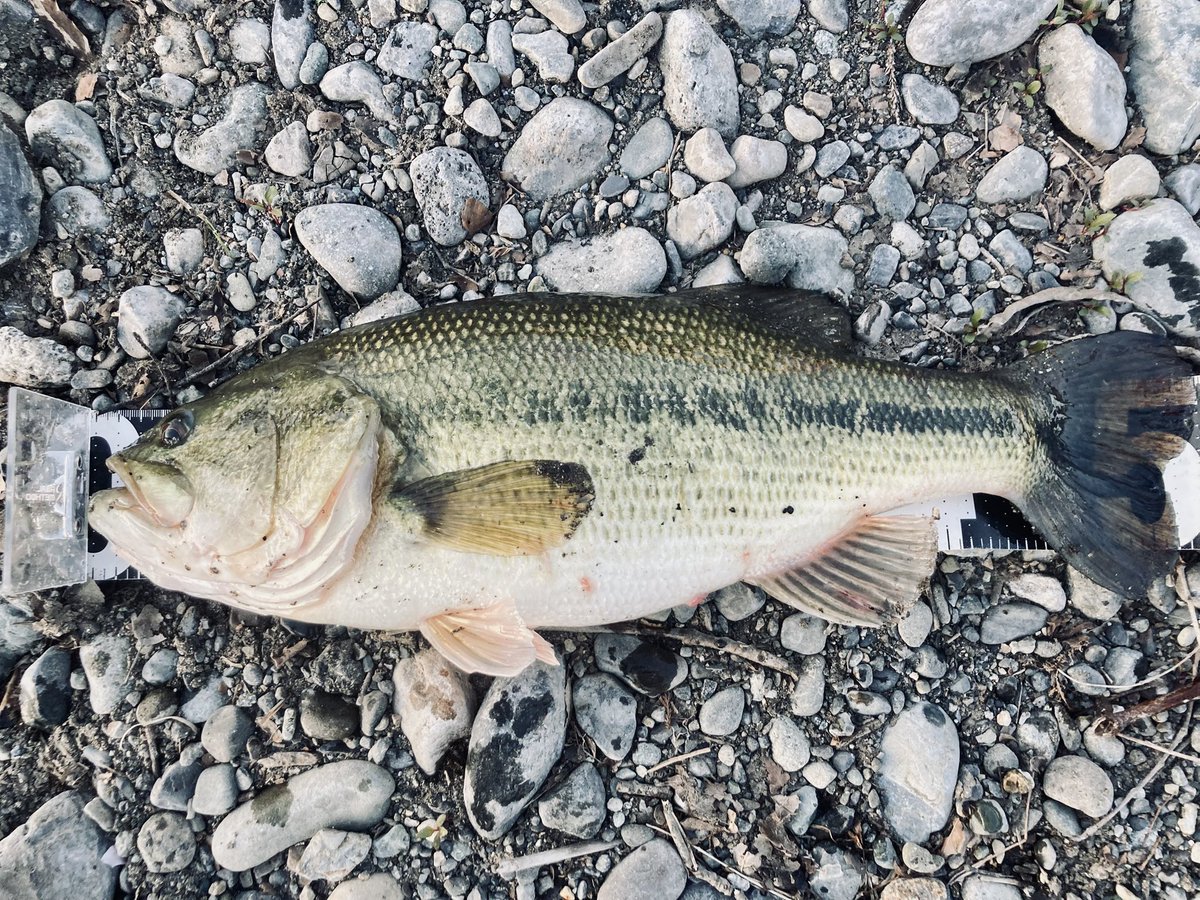 千葉　龍 tweet media