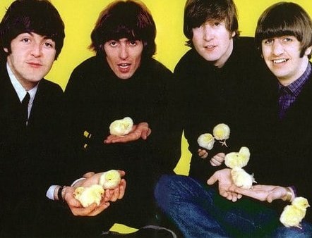 ceofjohnlennon's tweet photo. john lennon using the sleeves of his shirt to hold the chicks during a photoshoot by robert whitaker (october, 1965) https://t.co/PdR5aaM3Nb