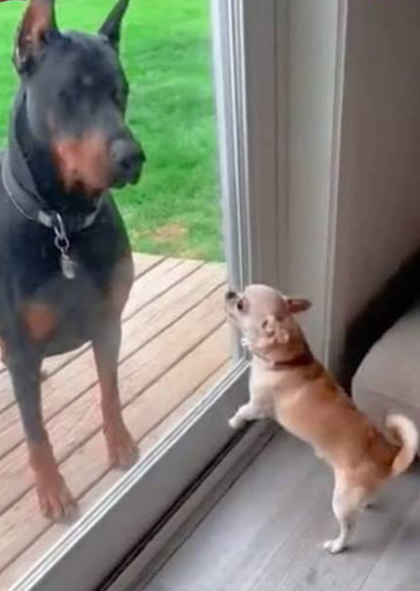 derangedhyena🐾⬆️ tweet media