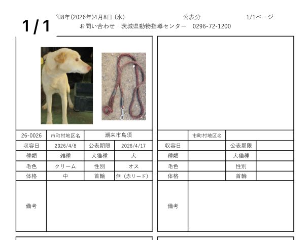 茨城県動物指導センターで保護している、迷子の犬猫の公表情報です。🐕🐈
お心当たりの飼い主様は動物指導センターにお電話ください‼️
動物指導センター
☎︎0296-72-1200(受付時間：平日8:30〜17:15)

4月8日（水）公表情報