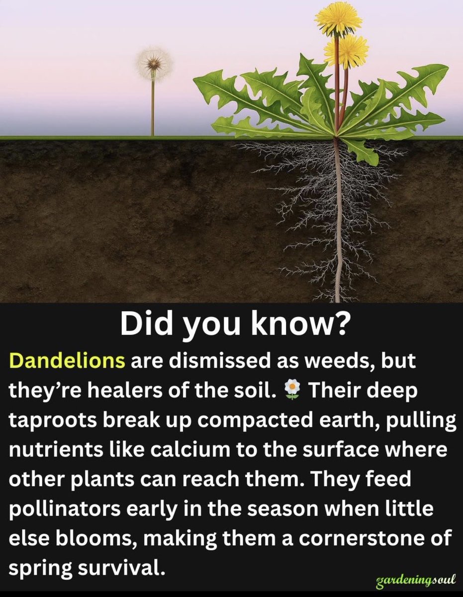 pargaien's tweet image. #DYK? Dandelions aren't just weeds—they’re soil healers! 🌱
Their deep roots break up hard earth and pull nutrients like calcium to the surface for other plants to use. 
Plus, they’re a vital early food source for pollinators in the spring. 🐝🌼

#GardeningTips #NatureFacts