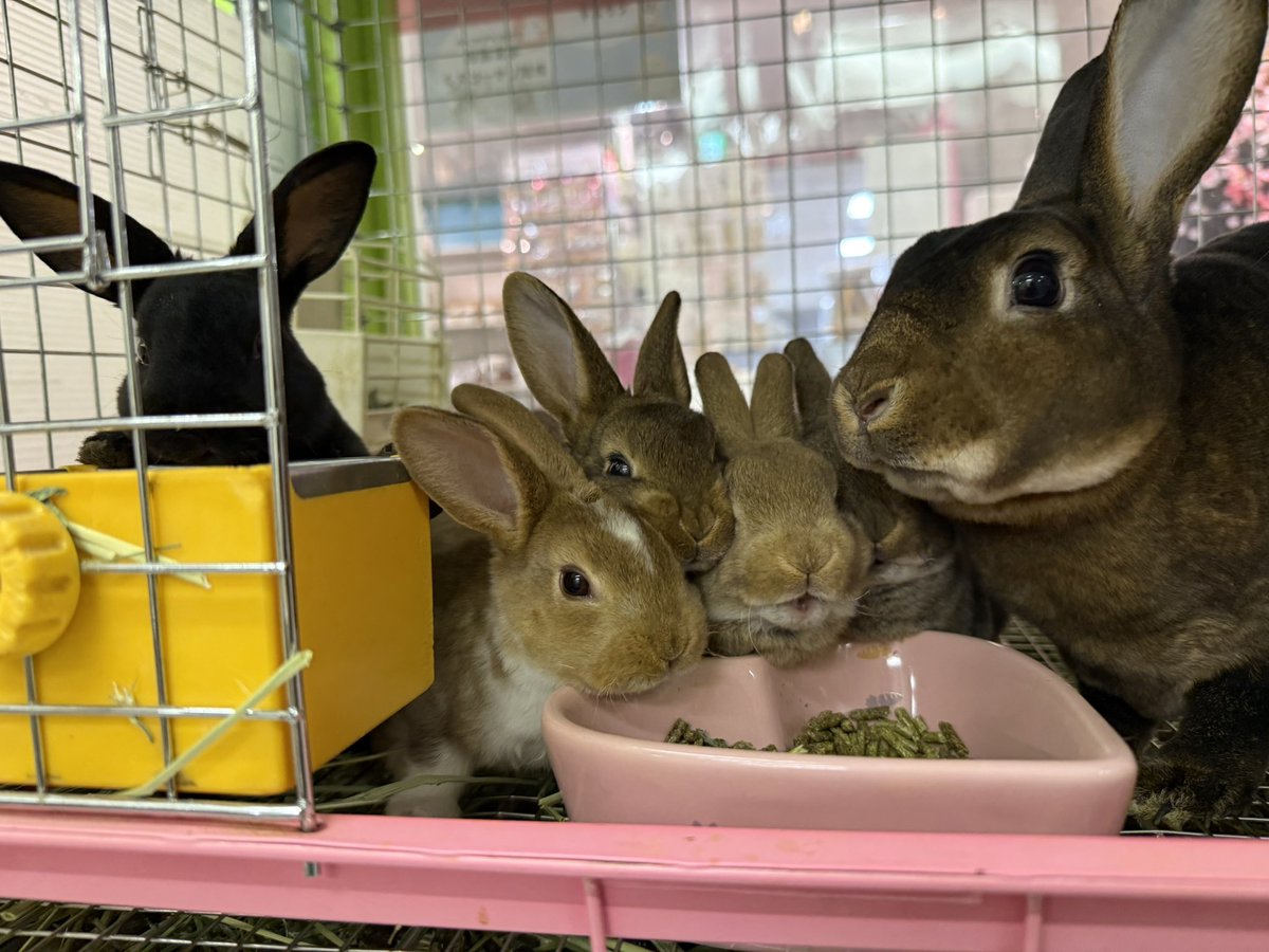 うさぎとCafe🐰うさぎカフェ tweet media