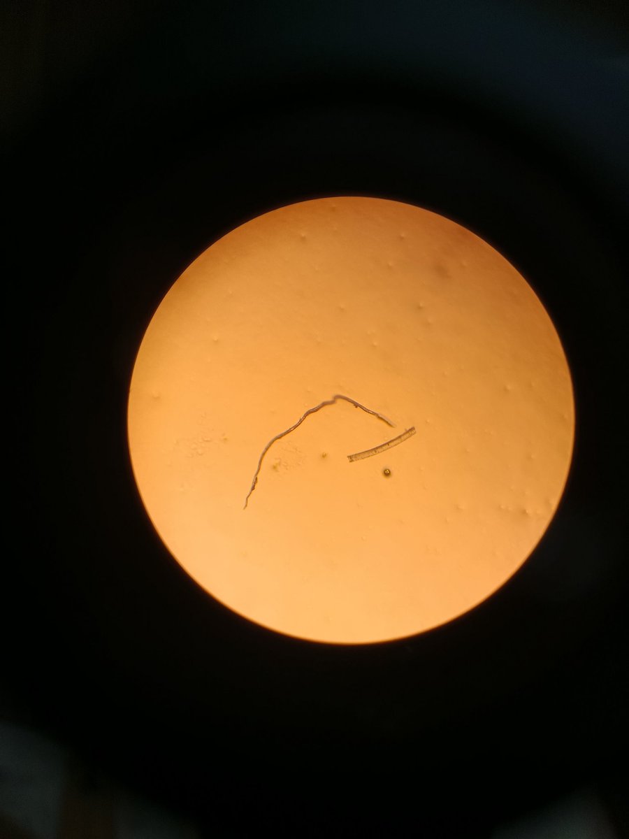 CRFMN: Akiya 💊Pré début 💊 tweet media