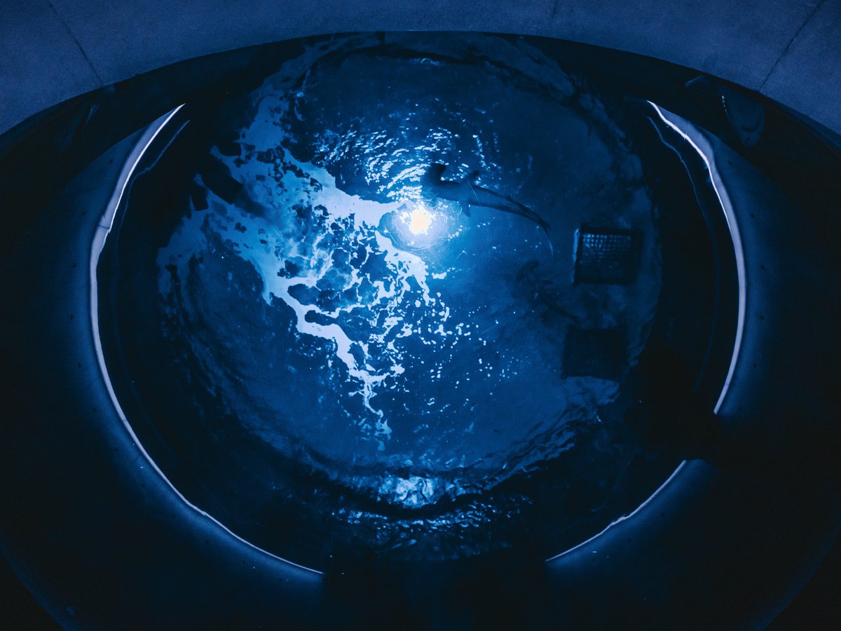 葉山 / hayama tweet media