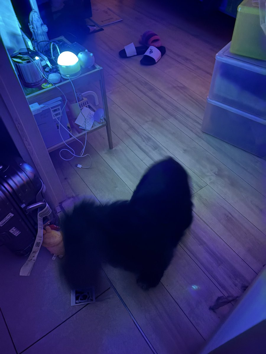 Kuro&Nana tweet media