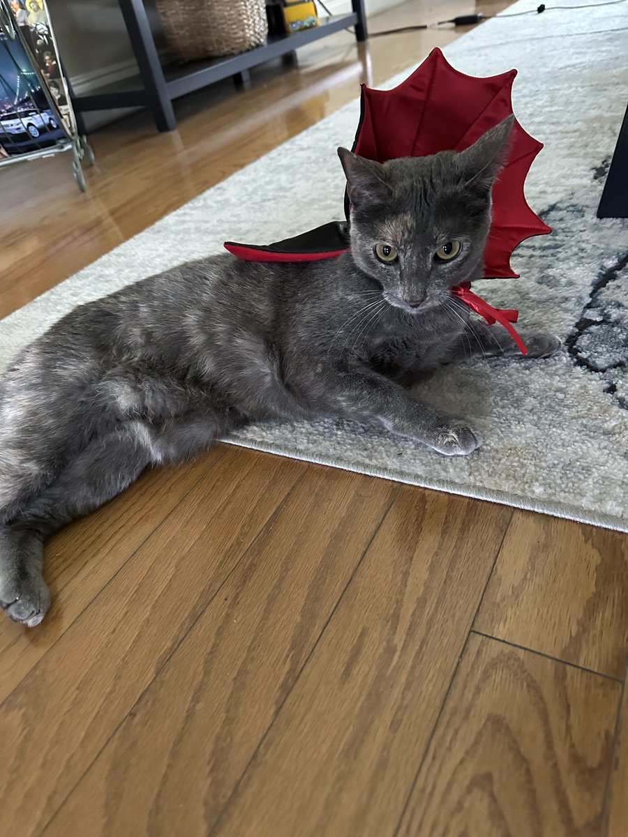 Conqueror Borts tweet media