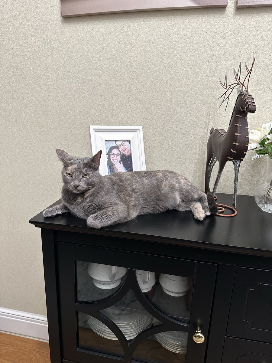 Conqueror Borts tweet media