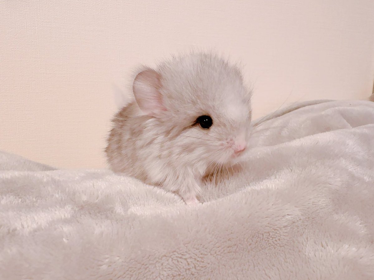 今泉 崇 tweet media