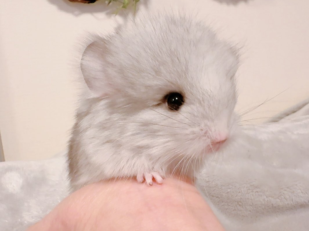 今泉 崇 tweet media