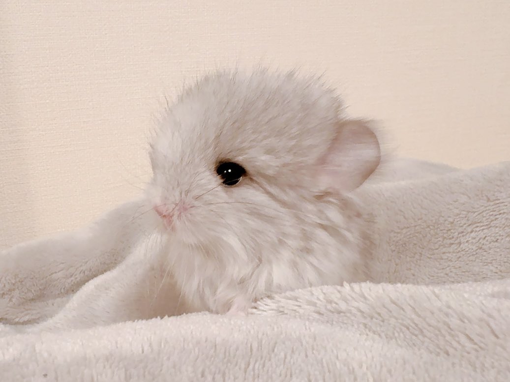 今泉 崇 tweet media