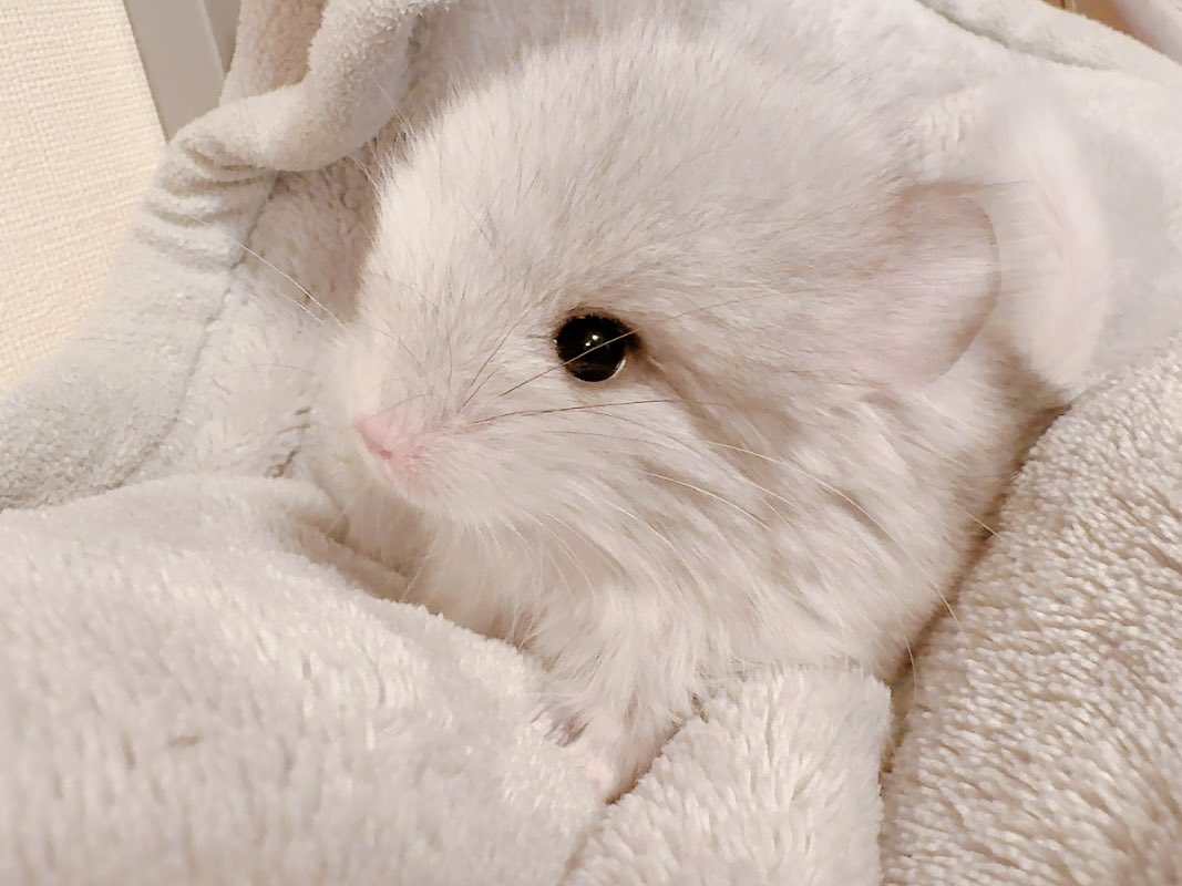 今泉 崇 tweet media