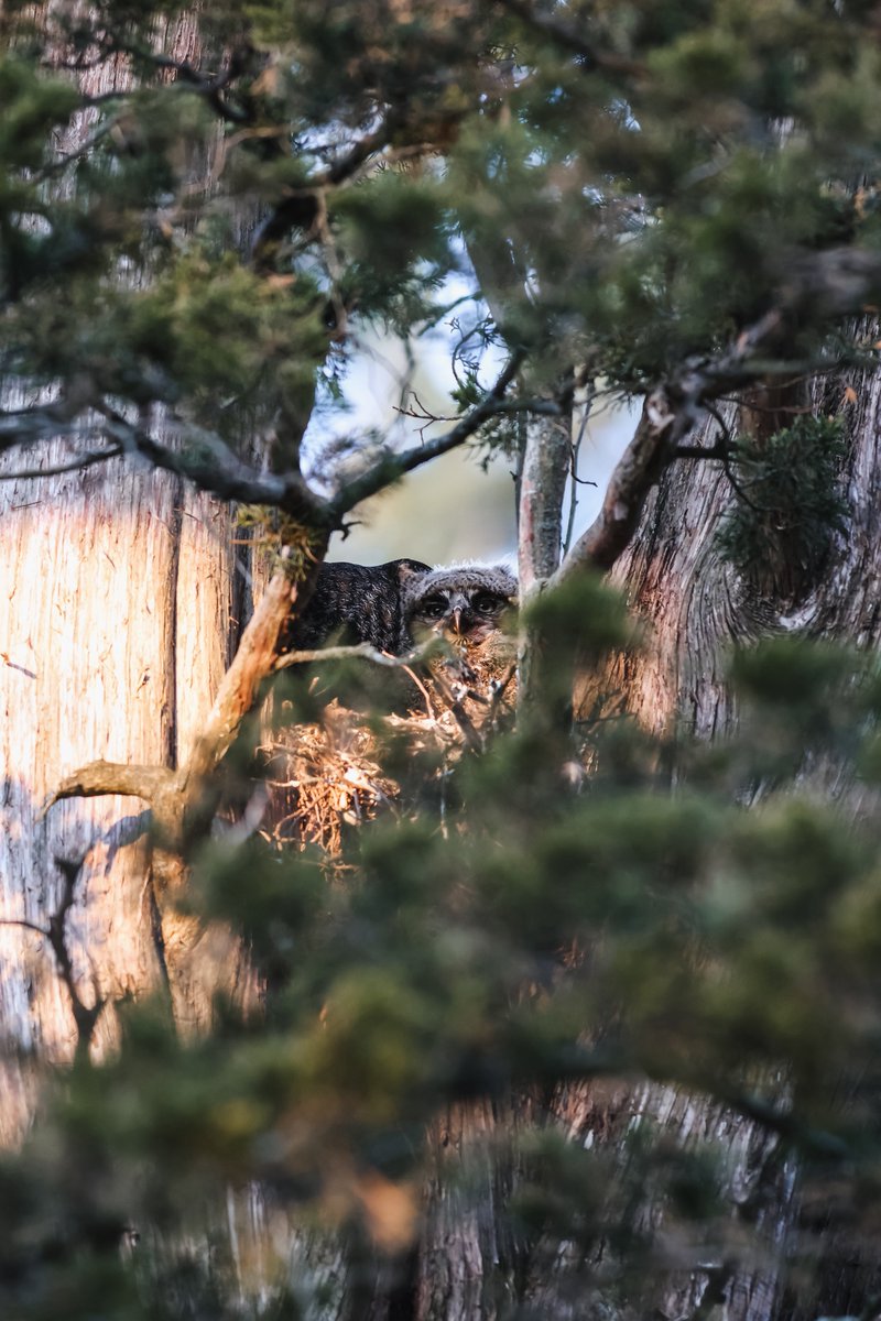 johnny costa tweet media