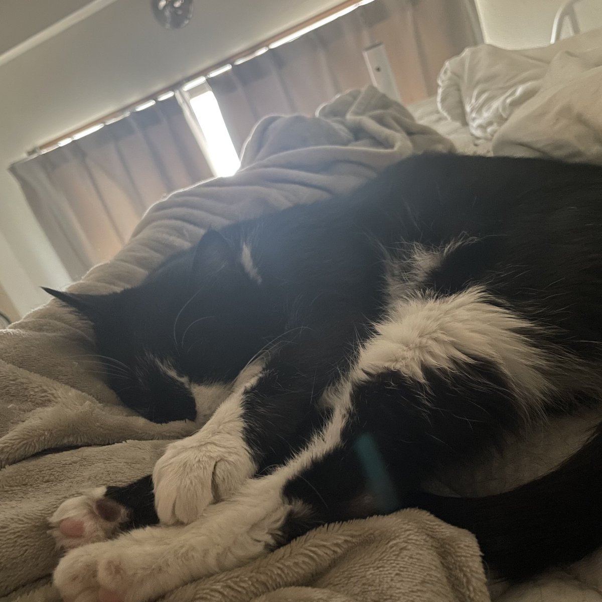 ✞時刻 セラ ✞ tweet media