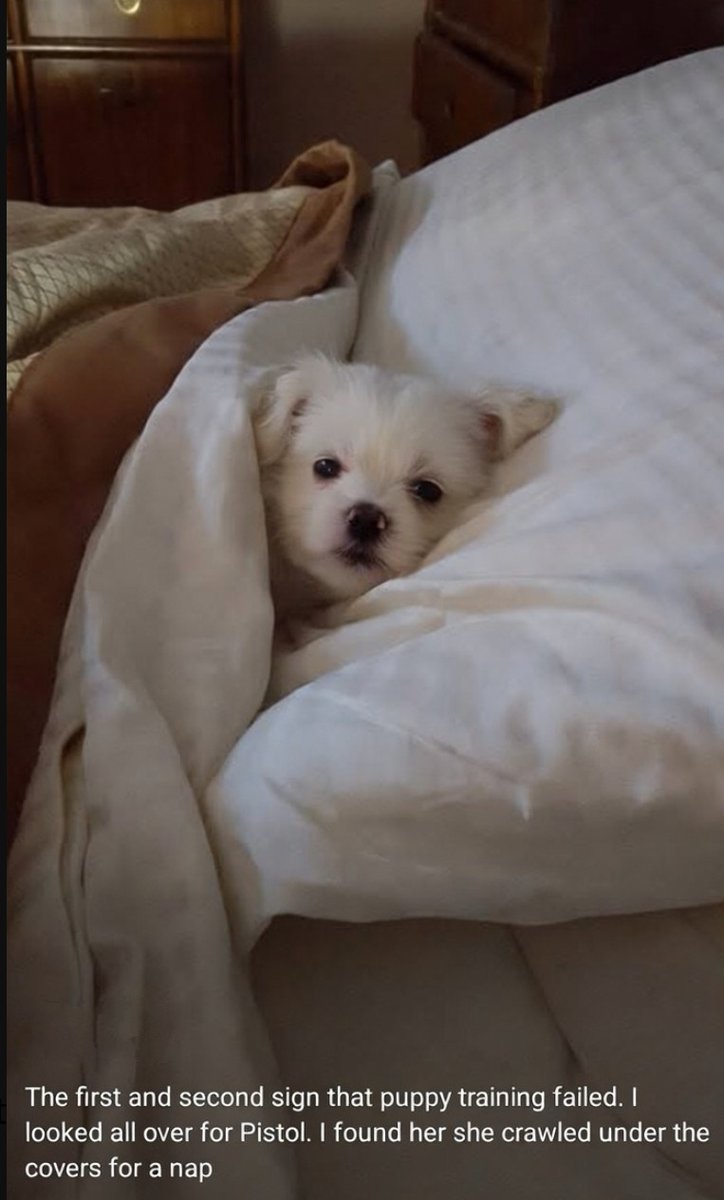 bronzojo tweet media