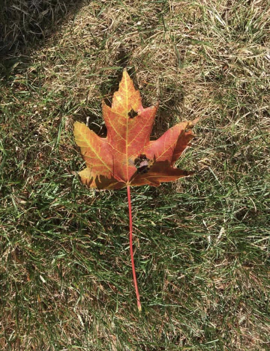 Tim Thurlow tweet media