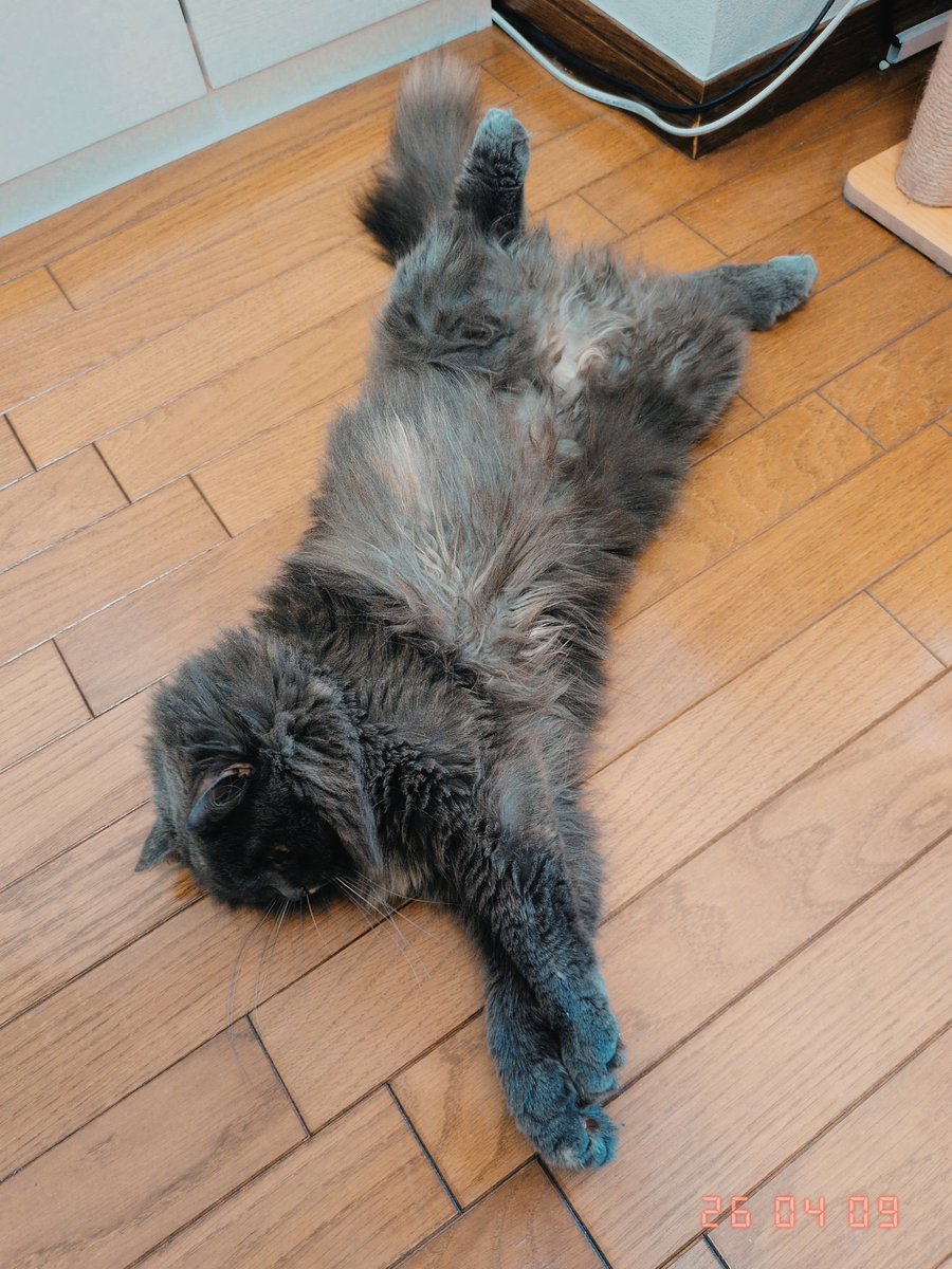 kyuuman20241002's tweet image. これ、少し触ったら襲いかかってくる。たぶん罠をはっている。

#ブリティッシュショートヘア
#ブリティッシュロングヘア