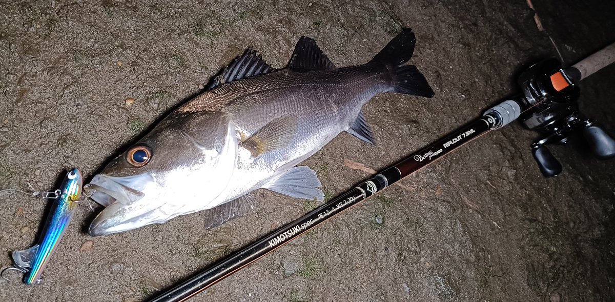 ToshikiKajiwara's tweet image. 干潮手前から上げのタイミング。
この日は水中ストラクチャーと流れのヨレ狙い。
スウィーフィッシュ88S、ジグザグベイト80S、フィンバックミノーで計4本。

#Fishman
#RIPLOUT78ML
#pozidrivegarage
#ポジドライブガレージ
#pdg
#スウィーフィッシュ88S
#ジグザグベイト
#フィンバックミノー
#pr