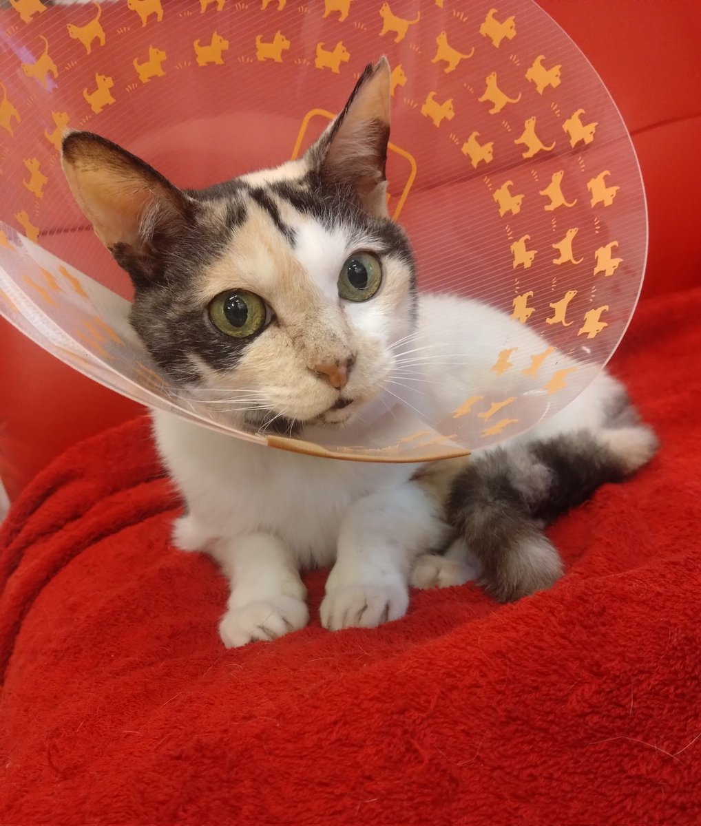 ミケちゃん tweet media